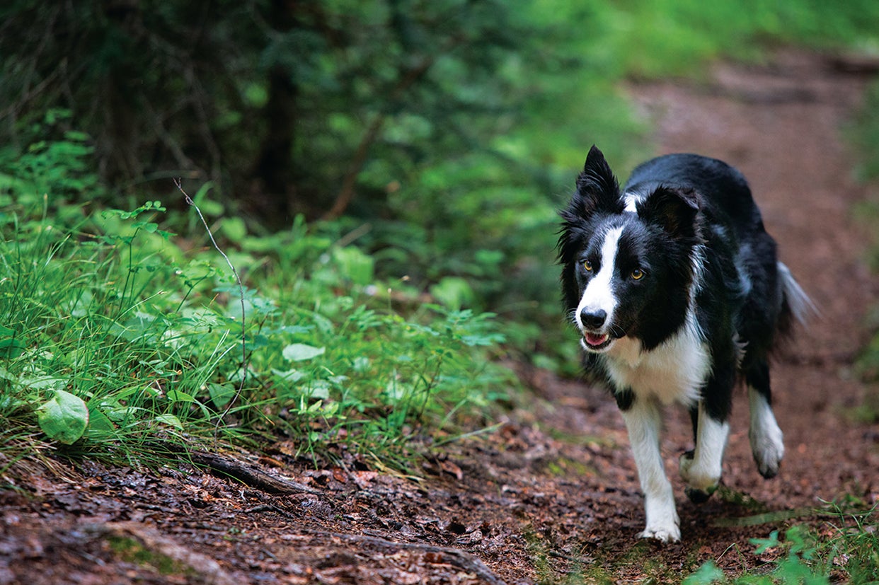 Razas de perros medianos – Border collie El border collie es la representación física de la energía, raza de perros medianos trabajadores y amorosos.