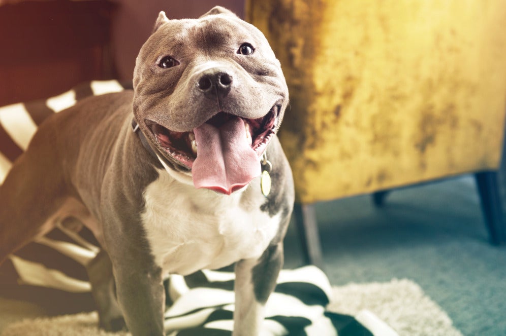 Razas de perros medianos – Pitbull El pitbull es una de las razas de perros medianos más reconocidas, famoso por su fuerza y su ternura.