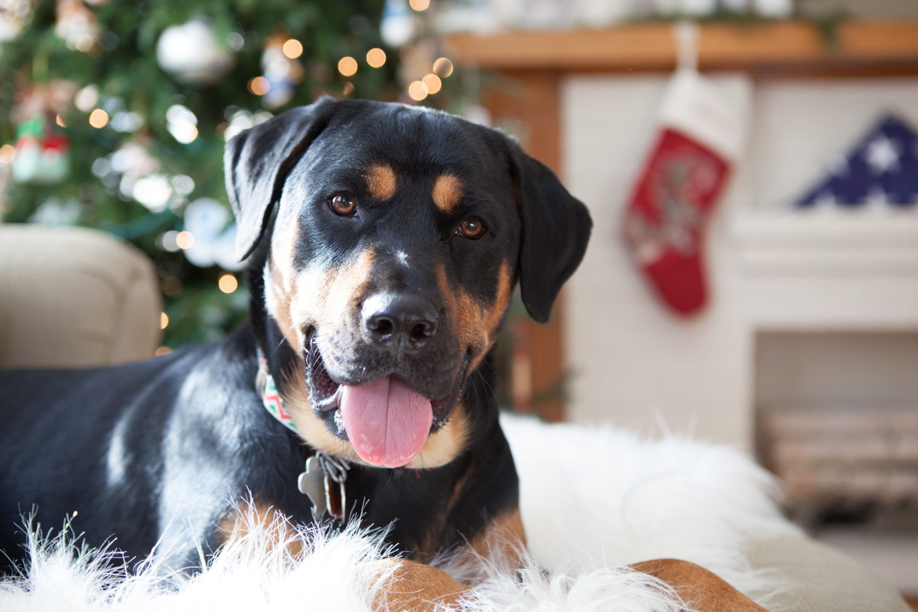 Razas de perros medianos – Rottweiler Las razas de perros medianos son perfectas para ser guardianes. Ejemplo de eso es este rottweiler negro.