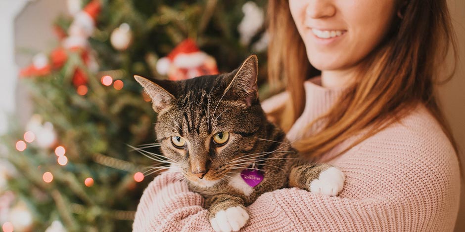 Cómo ayudar a calmar a tu mascota de los fuegos artificiales - Calma Aprender cómo ayudar a calmar a tu mascota de los fuegos artificiales le dará paz en tiempos de festividades, y de paso, a vos también.