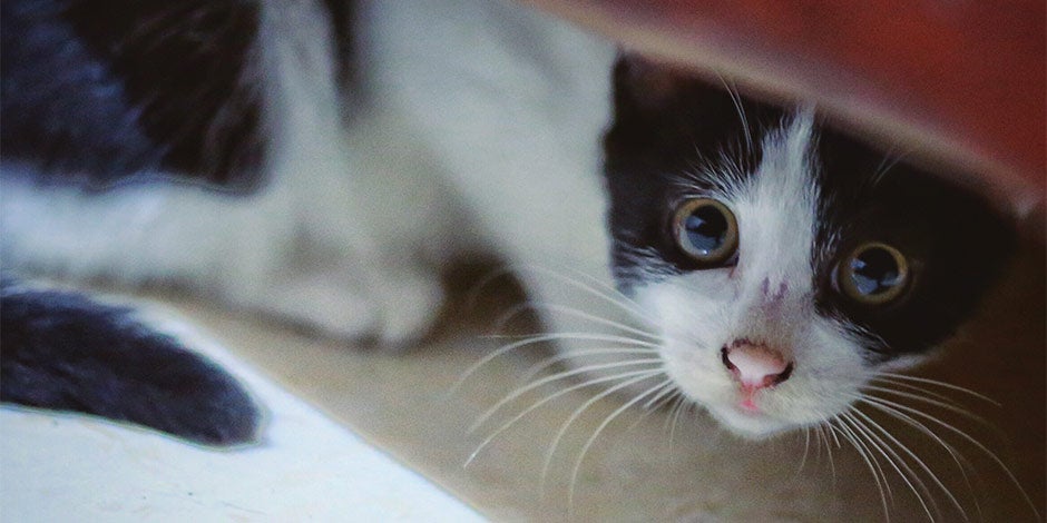 Cómo ayudar a calmar a tu mascota de fuegos artificiales - Gatito Las festividades humanas pueden inquietarla, por eso descubrí cómo ayudar a calmar a tu mascota de los fuegos artificiales.