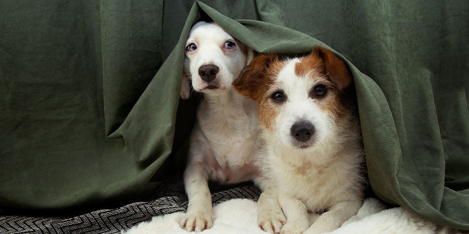 Cómo ayudar a calmar a tu mascota de los fuegos artificiales - señales Reconocé las señales de miedo en los animales y aprendé cómo ayudar a calmar a tu mascota de los fuegos artificiales.
