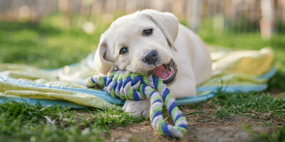 como-calcular-edad-perros como-calcular-edad-perros