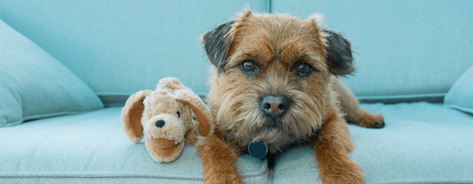 depresion en perros depresion_en_perros