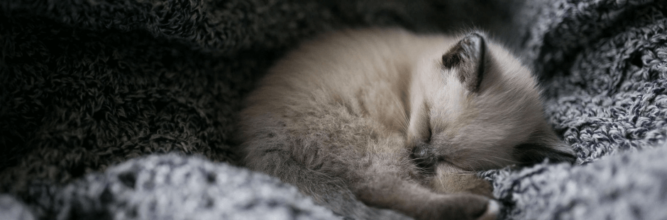 dormir-junto-con-mi-gato