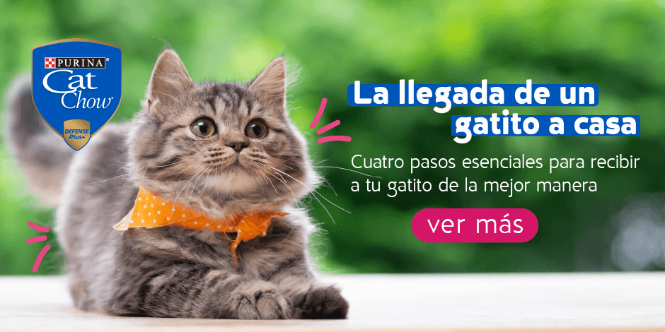 gatito-bebe gatito-bebe