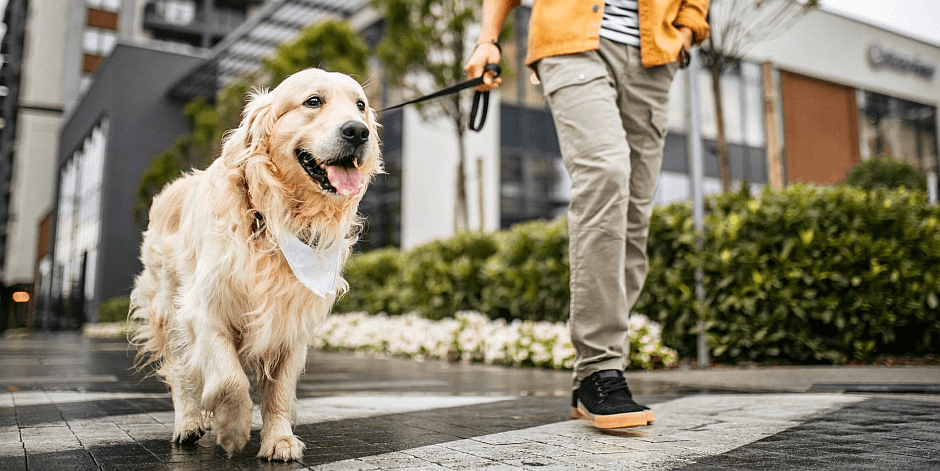 guia cuidado de perros guia cuidado de perros