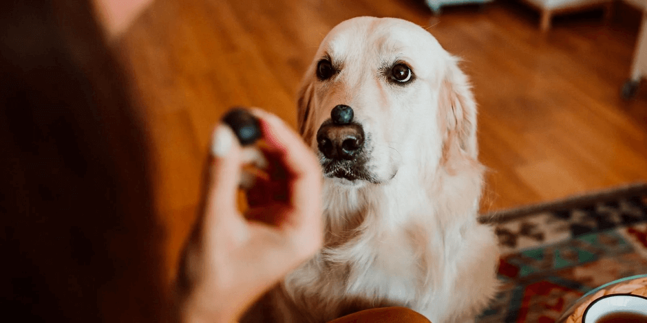 los-perros-pueden-comer-frutas
