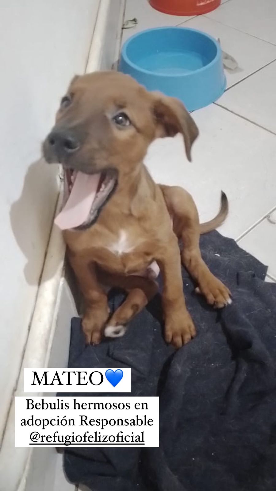 Mateo
