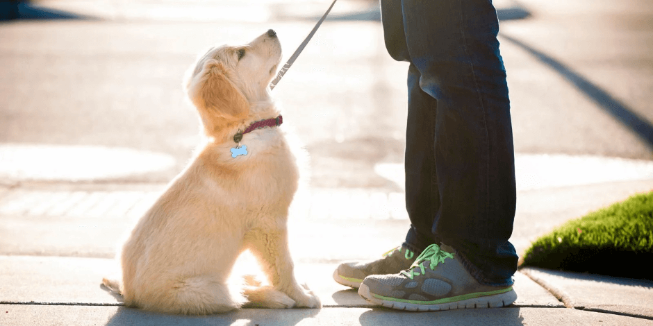 pasear-perro-con-correa-y-pretal