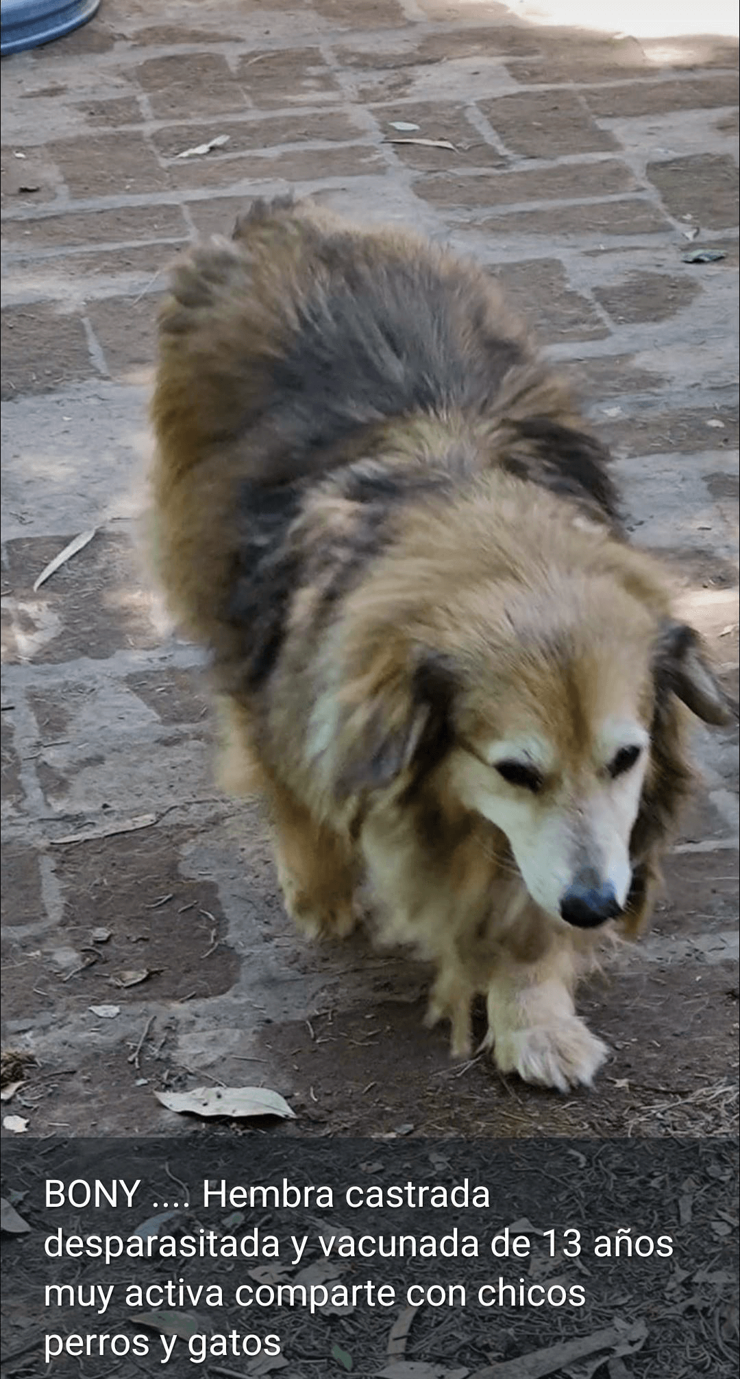 <span>Bony</span>
