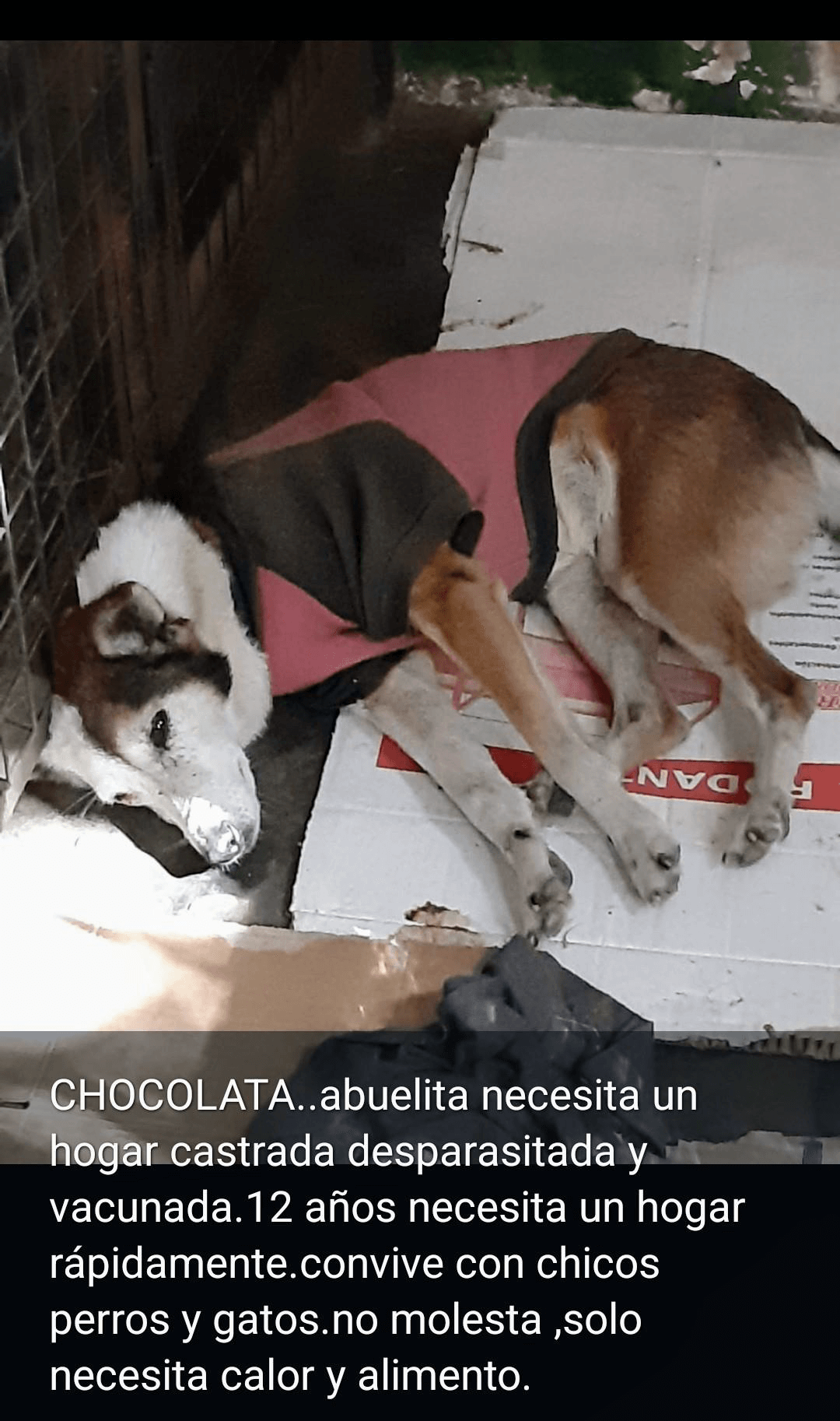 <span>Chocolata</span>
