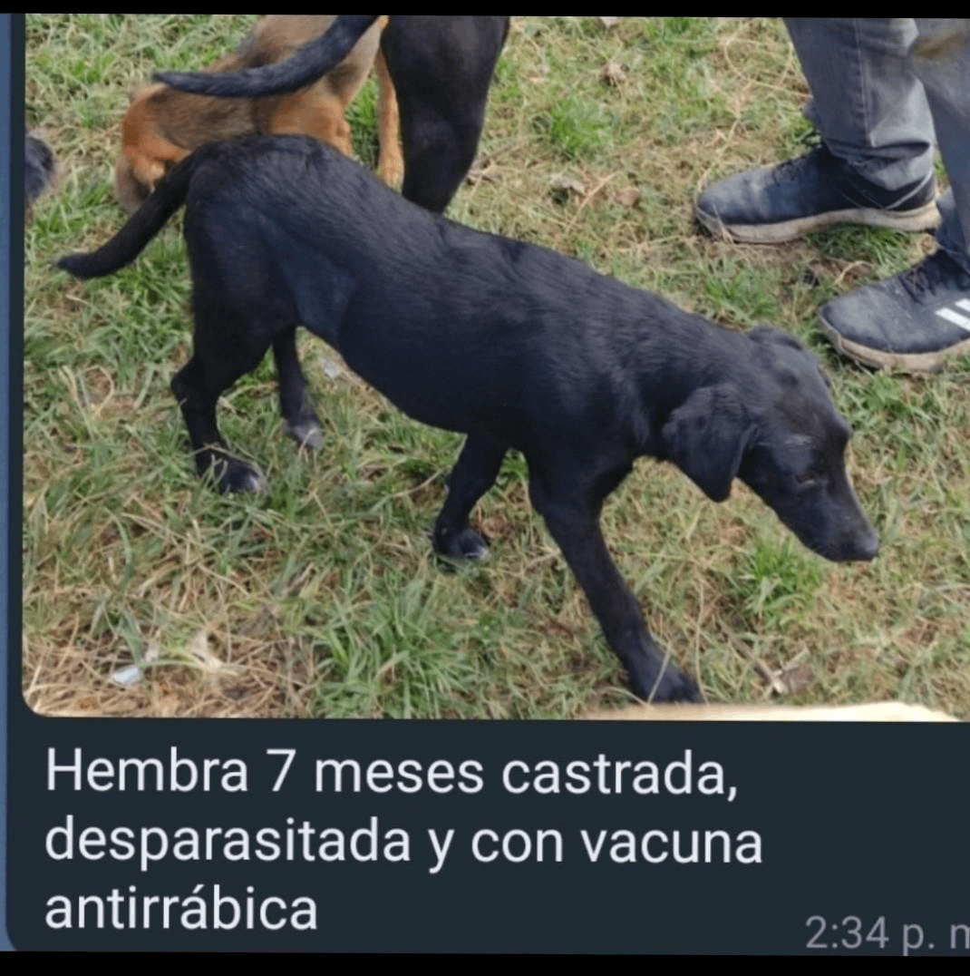 Negra