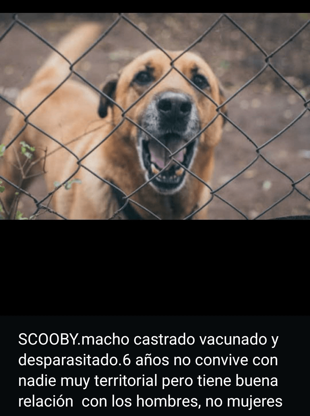 Scooby