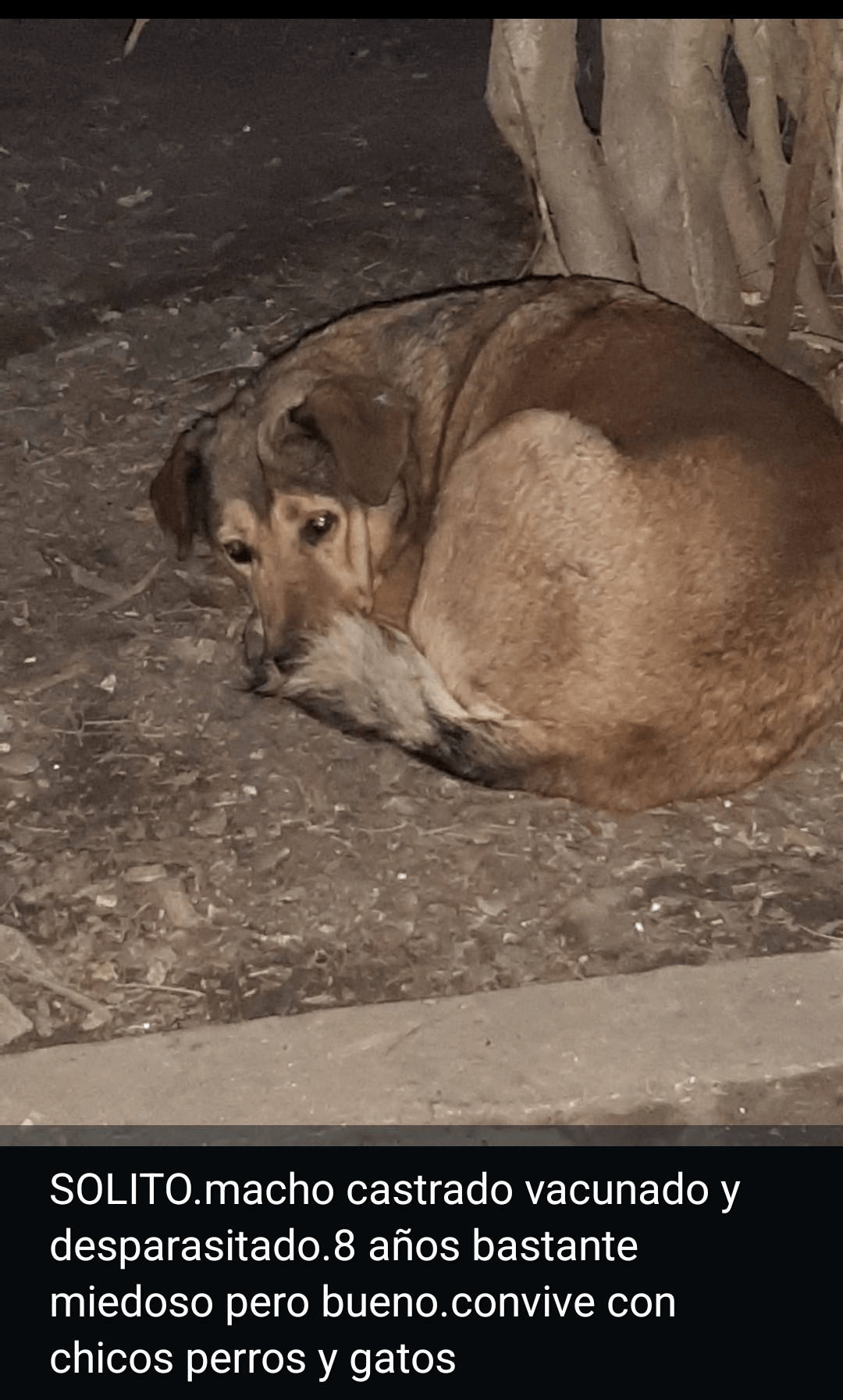 Solito
