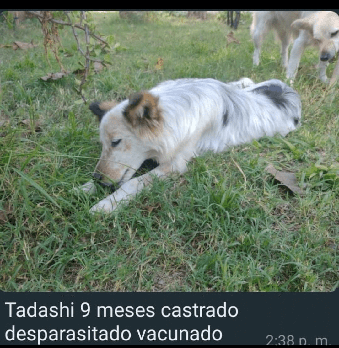 Tadashi