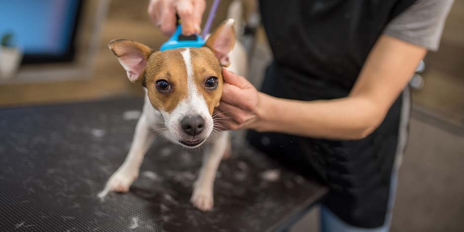 Con el cepillado, esta profesional ayuda a la prevención de la caída de pelo en perros. 
