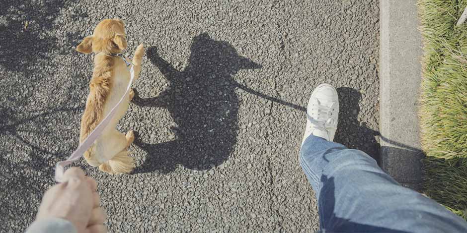 Un paseo en un día soleado. Hacerlo relaja y ayuda a prevenir la caída de pelo en perros.