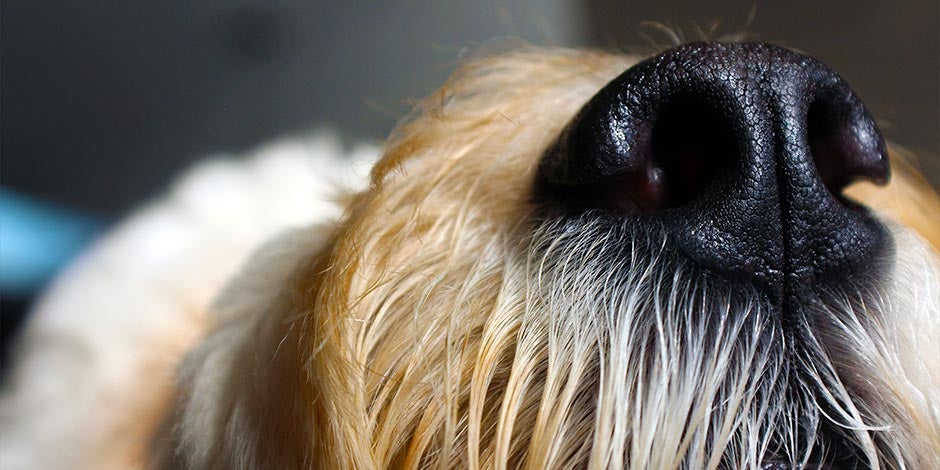 Perro adorable exhibiendo sus largos bigotes. Descubrí cómo prevenir la caída de pelo en perros.
