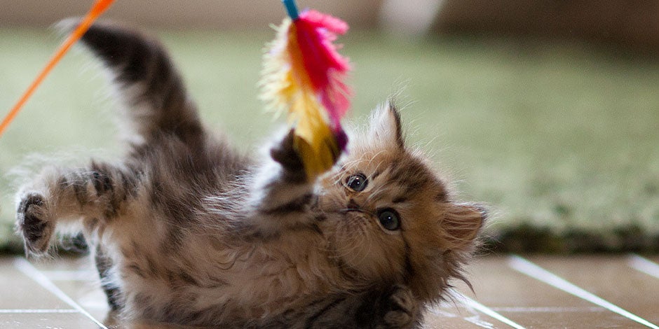 Mejores juguetes para gatos Cachorro jugando con uno de los mejores juguetes para gatos como esta vara con su pluma.