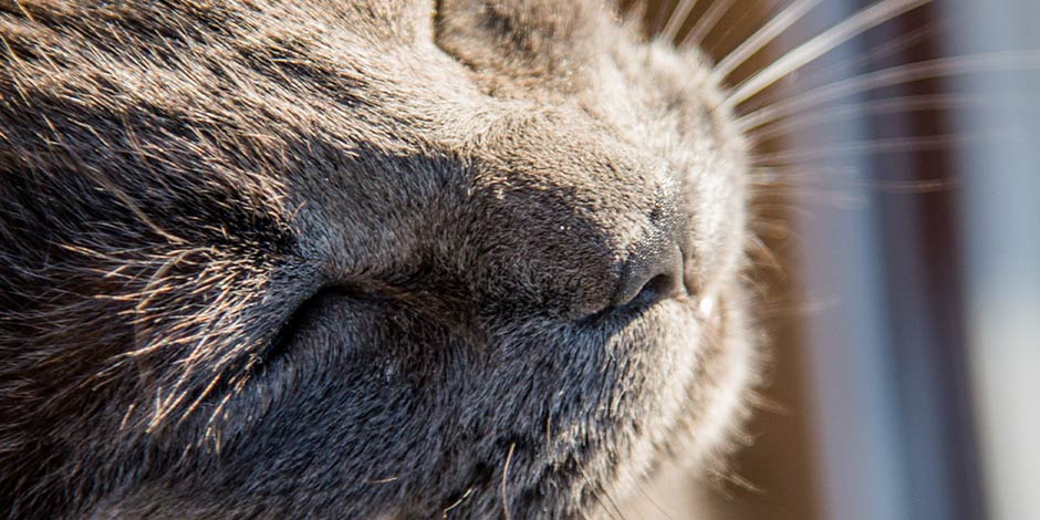 Mejores juguetes para gatos – Dale cariño Michi color gris sonriente al contar con los mejores juguetes para gatos.