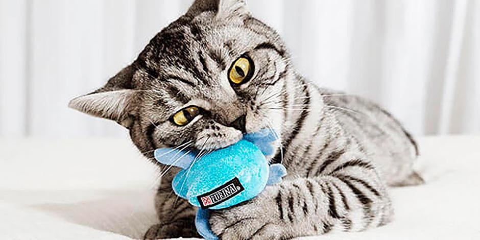Mejores juguetes para gatos – Estímulo de caza Un gatito con su peluche. Los mejores juguetes para gatos mantienen activos sus instintos.
