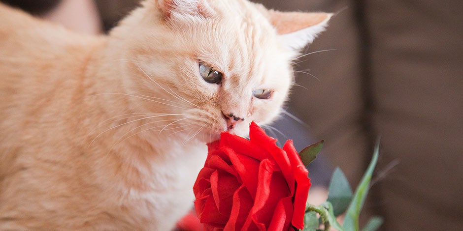 Mejores juguetes para gatos - olfato Michi olfateando una rosa. Los mejores juguetes para gatos cuidan sus sentidos, mientras lo entretienen.