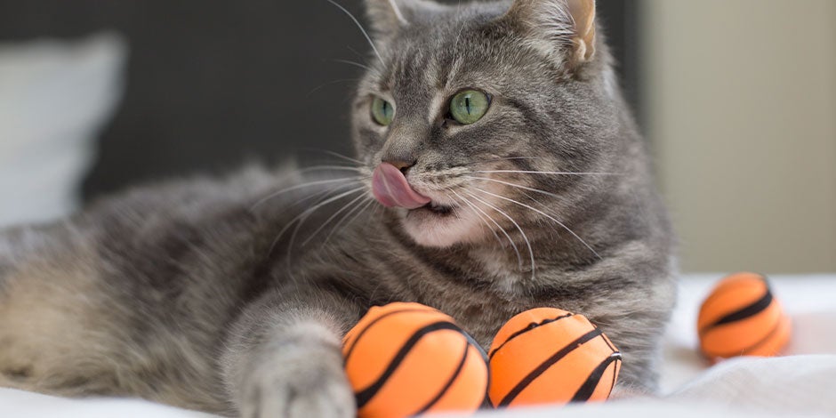 Mejores juguetes para gatos – Juegos con pelotas Por sus instintos cazadores, las pelotas son de los mejores juguetes para los gatos, y este michi lo demuestra.