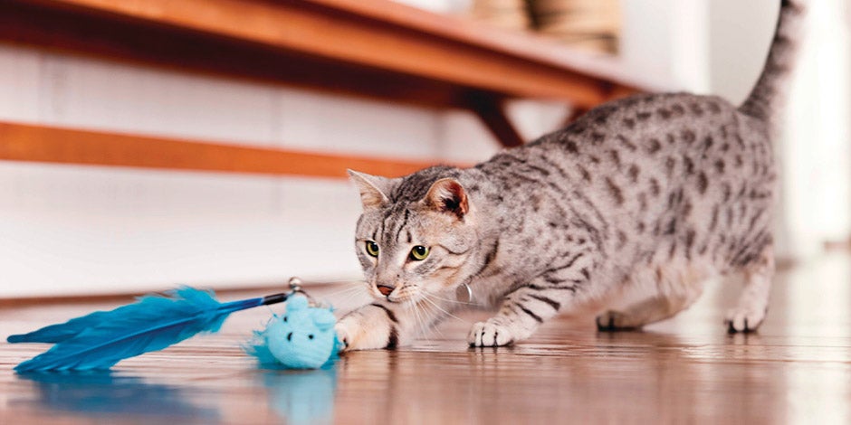 Mejores juguetes para gatos – Varas y colgantes Gatito gris divirtiéndose con una vara, uno de los mejores juguetes para gatos.