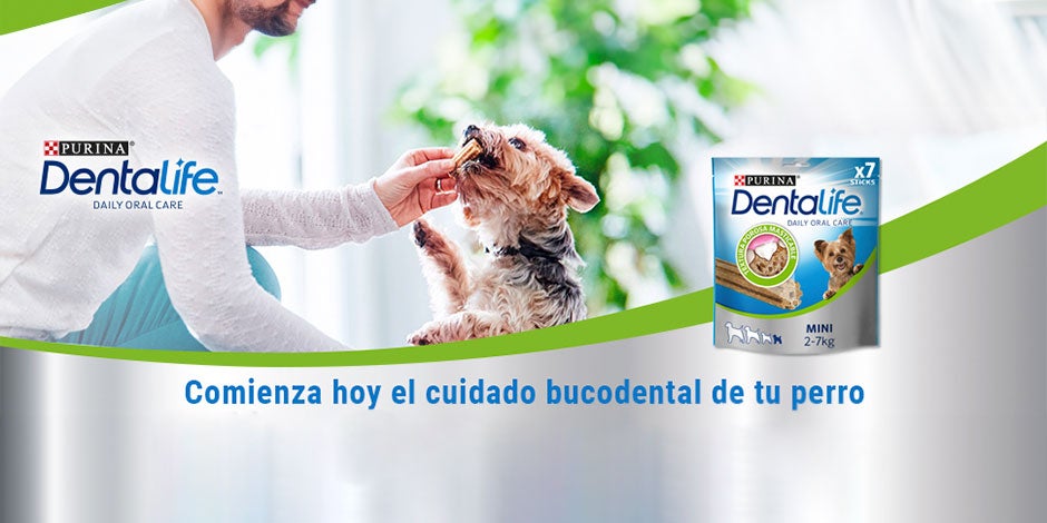 Mejores juguetes para perros - Dentalife Con Dentalife® promové la salud oral de tu mascota, combinando la higiene con los mejores juguetes para perros.