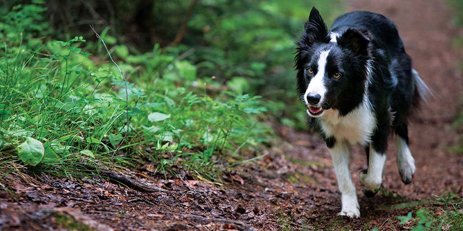 Mejores juguetes para perros - Ejercicio Elegí los mejores juguetes para perros y mejorá su salud física y mental, como con este atlético collie.