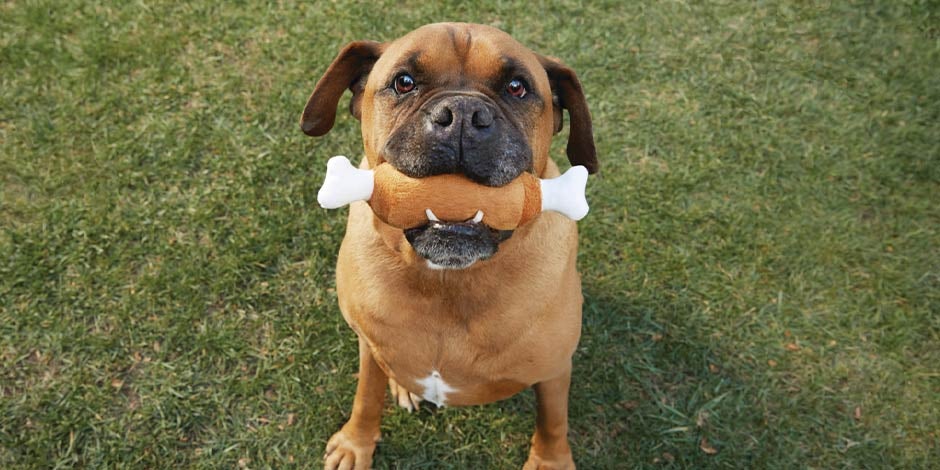 Mejores juguetes para perros - Importancia El hueso de goma es uno de los mejores juguetes para perros, como el que tiene este cachorro.