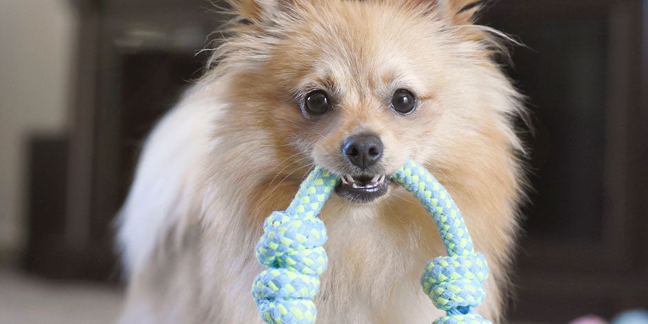 Mejores juguetes para perros - Mini Dale a tu mascota los mejores juguetes para perros, que cubran sus necesidades, como a este de raza mini.