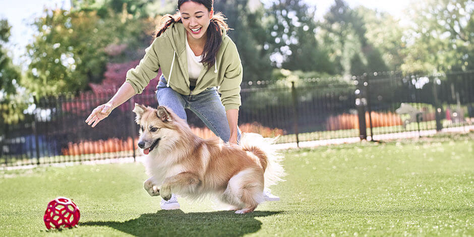 Mejores juguetes para perros - nuevos Elegir los mejores juguetes para perros es fácil. Aprendé cómo y jugá con él como hacen esta dueña y su mascota.