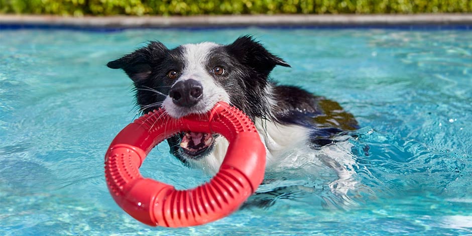 Mejores juguetes para perros - piscina Mascota en piscina con su juguete acuático. Descubrí cómo elegir los mejores juguetes para perros.