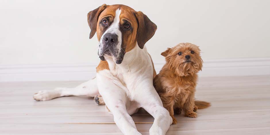 Mejores juguetes para perros - razas Considerá el tamaño y raza de tu mascota al elegir los mejores juguetes para perros. Este bóxer y el Yorkshire a su lado no usarán el mismo.