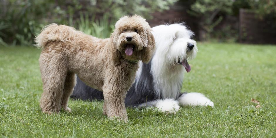 Alergia a los perros-Labradoodle. Un perro hipoalergénico para el hogar puede ser este labradoodle, cruce entre labrador y poodle.