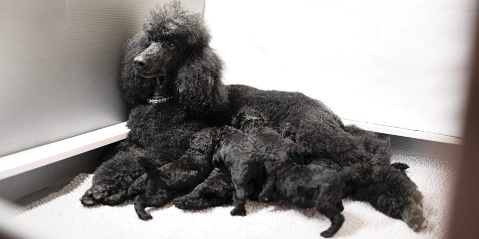 Alergia a los perros-Poodle. Esta mamá y sus cachorros color negro son poodle, raza famosa por no provocar alergia a los perros.