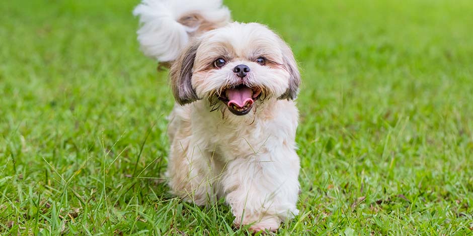 Alergia a los perros- Shih tzu. ese a su llamativo pelaje, el shih tzu, como el de la foto, casi no genera alergia a los perros.
