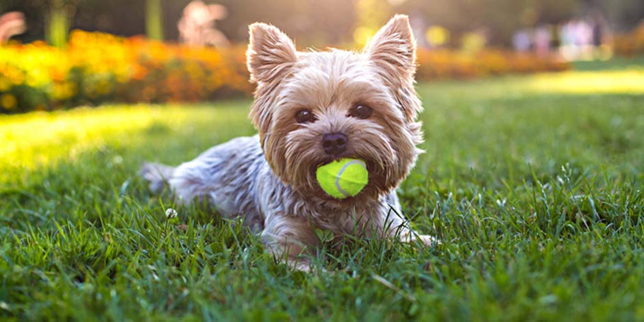 Alergia a los perros – Yorkshire terrier. Un Yorkie, perro hipoalergénico de raza pequeña, jugando con su pelota. Ideal para cualquier hogar.