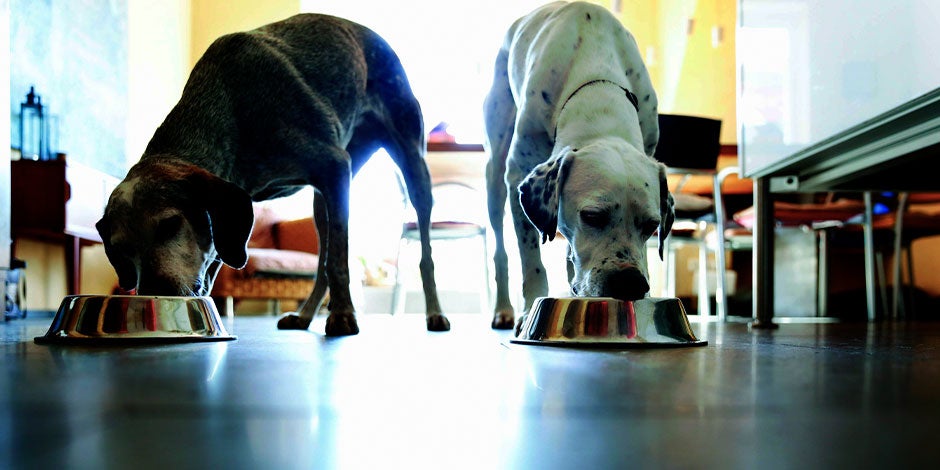 comederos para perros-acero Los comederos para perros de aluminio como los de la imagen, son una gran opción para tus mascotas.