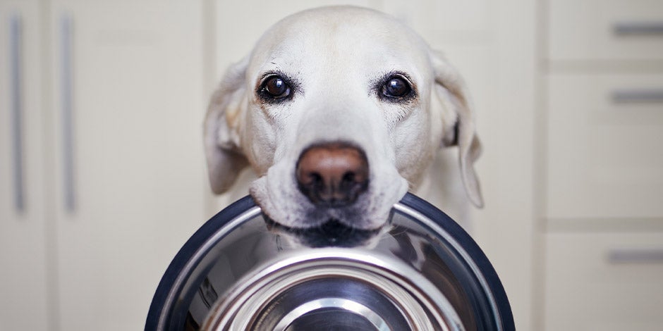 comederos para perros Labrador sosteniendo su comedero para perros con el hocico.