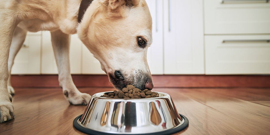 comederos para perros-labrador Labrador alimentándose de su comedero para perros metálico y con antideslizante.