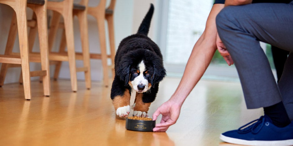 comederos para perros- Necesidades Cachorro con su comedero para perros a nivel de suelo. Al elegirle uno, considerá sus necesidades.