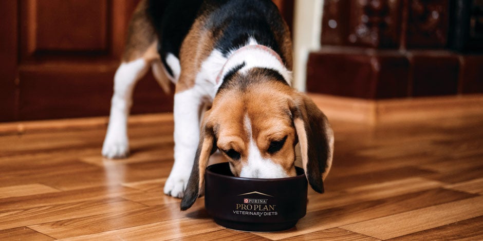 comederos para perros- Postura Elegí un comedero para perros a su altura y protegé la postura de tu mascota, como con este beagle.