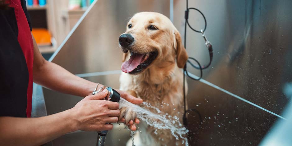 Cómo bañar a un perro Labrador sonriente recibiendo un baño. Conocé cómo bañar a un perro y cuidá su higiene.