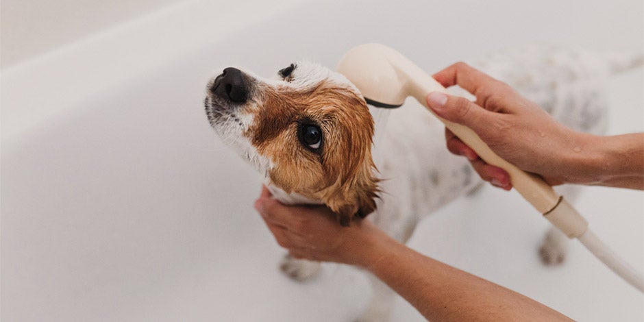 Cómo bañar a un perro - Bañera Descubrí cómo bañar a un perro, tal como hacen con este Jack Russell en una bañera.