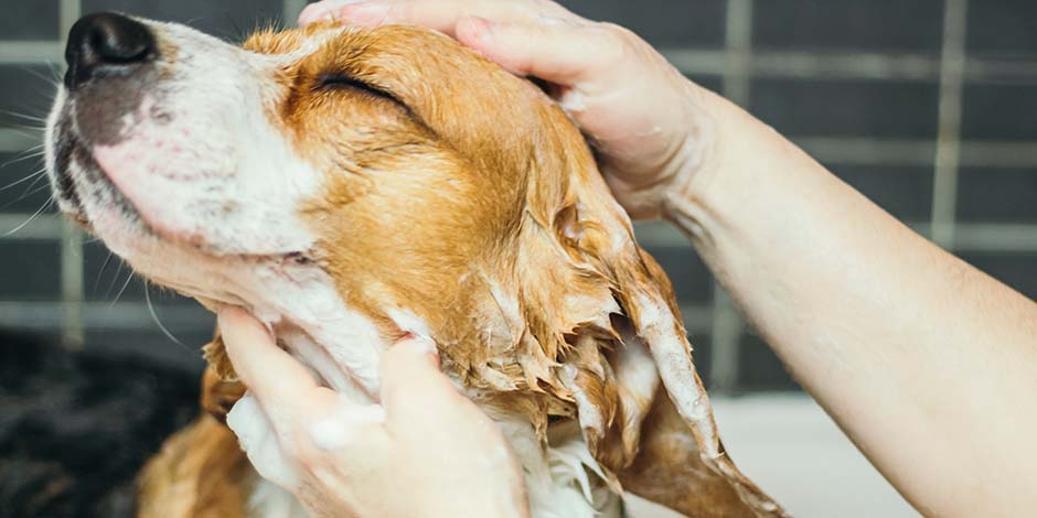 Cómo bañar a un perro- Champú Saber cómo bañar a un perro y hacerlo en casa ayuda a afianzar el vínculo entre ambos. Beagle sonriente en medio de su baño.