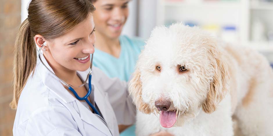 Cómo bañar a un perro- Veterinario Si no sabés cómo bañar a un perro, consultá a tu veterinario. Perro siendo valorado por profesional.