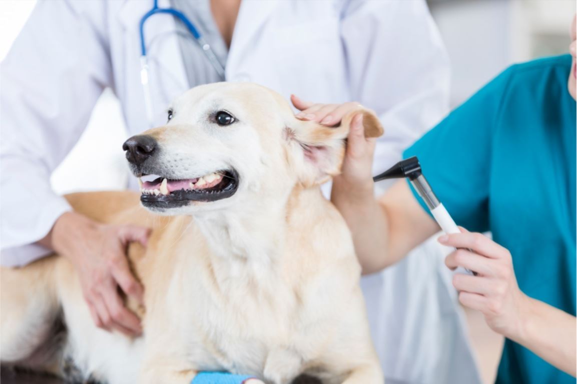 Veterinaria examinando a un perro adulto color beige, para verificar la necesidad de hacer uso de la pipeta para perros.